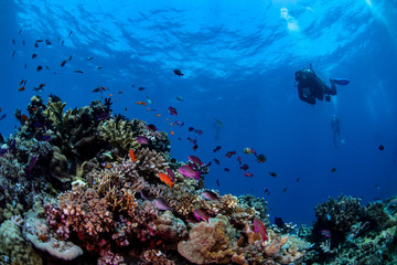 A diver swimming over a colorful reef