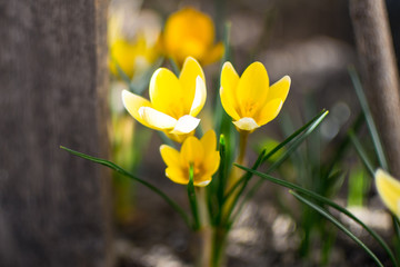 Garden Flower