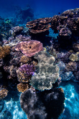 Fototapeta na wymiar The exotic coral reefs of the Lau Islands in Fiji