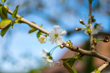 Garden Flower