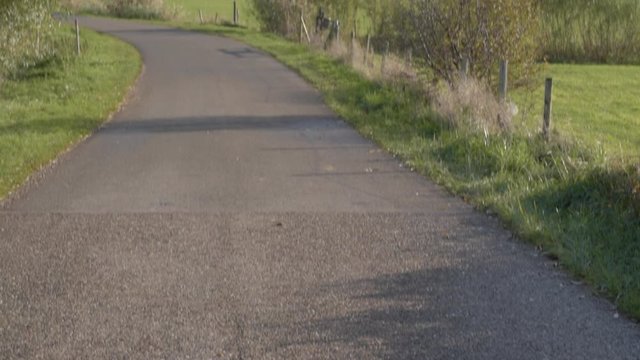 Road through a Dutch polder landscape