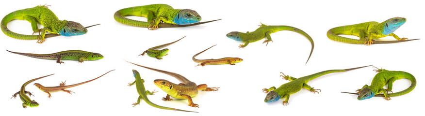 Green lizard set collection isolated on white background