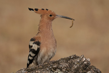 Abubilla (Upupa epops) con gusano en la boca