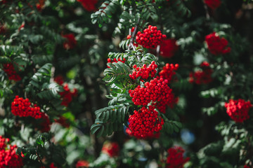 red berries of viburnum on branch