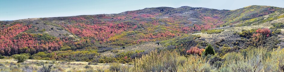 Fototapeta na wymiar Hiking Trails in Oquirrh, Wasatch, Rocky Mountains in Utah Late Fall with leaves. Panorama forest views backpacking, biking, horseback through trees on the Yellow Fork and Rose Canyon by Salt Lake. 
