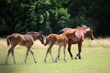 Fototapeta premium brown mother horse with 2 foals is walking on the paddock