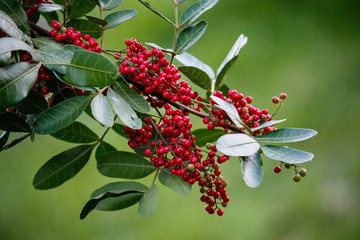 Aroeira-vermelha Schinus terebinthifolia