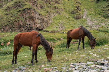 Fototapeta premium Horses graze in the meadow in the Caucasus mountains. Green Breakfast for every day and minute for horse