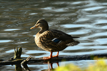 Enten und Schwan am Wasser, Enten im Flug