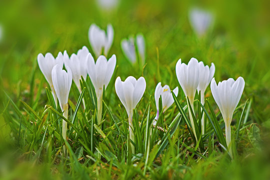 campanule sul prato