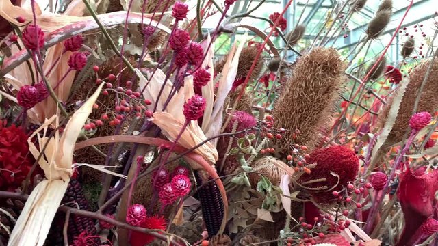 Herbarium of dried flowers of red color from various varieties,