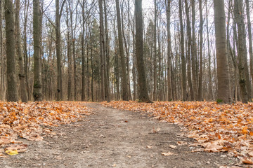 Autumn forest road with orange fallen leaves in late autumn. Photo from the lower angle