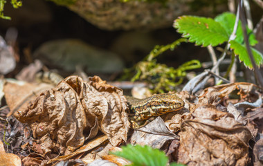 Lézard.