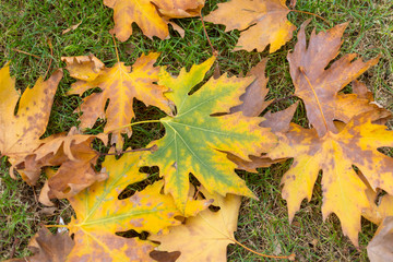 autumn, beautiful seasons, colorful leaves and foggy mornings