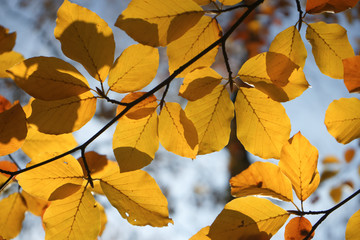 Fototapeta na wymiar Blätter im Herbst