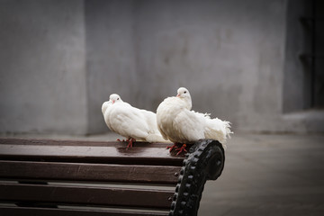Two white pigeons sitting side by side. The concept of tenderness and care.