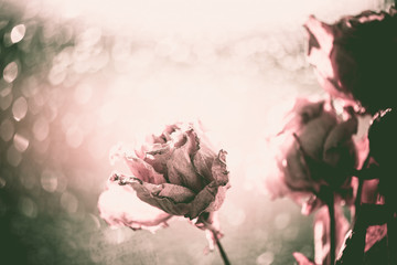 Bouquet of dry roses on window with blurred beautiful bokeh in vintage style sepia. Selective soft...