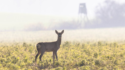 deer on the background of the forest - obrazy, fototapety, plakaty