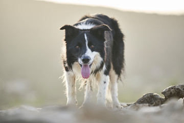 Border collie a la espera de la orden mirando fijamente