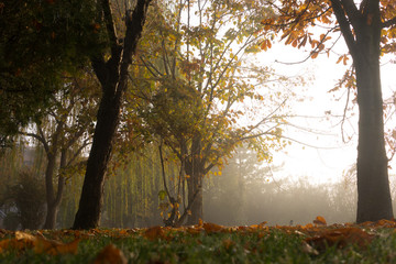 autumn, beautiful seasons, colorful leaves and foggy mornings