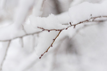 Tree branch is covered with white fluffy snow.