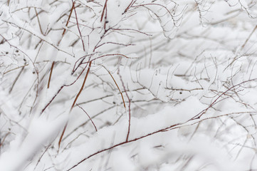 Background from snowy tree branches. Close-up.
