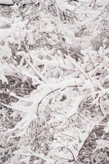 Texture of snow on branches of trees.