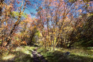 Hiking Trails in Oquirrh, Wasatch, Rocky Mountains in Utah Late Fall with leaves. Panorama forest views backpacking, biking, horseback through trees on the Yellow Fork and Rose Canyon by Salt Lake. 