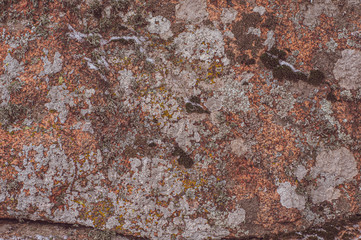 Surface of rock is covered with colorful lichen.