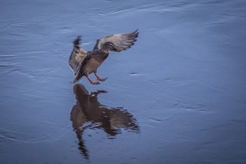 lonely duck beautifully lands on a pond