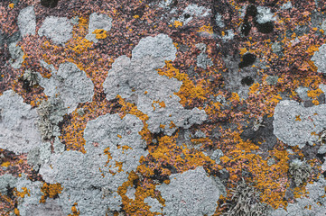 Variety of lichens in gray, orange, green on stone.