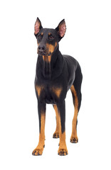 Doberman dog looks up on a white background