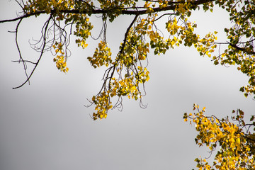 Beautiful autumn forest during sunset time. Azerbaijan Nature