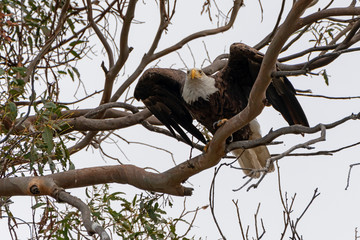 Bird Bald Eagle at Southern Califiornia 