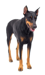 doberman dog looking up on a white background