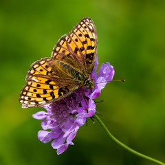 Papillon