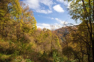 Fototapeta premium Beautiful autumn forest during sunset time. Azerbaijan Nature