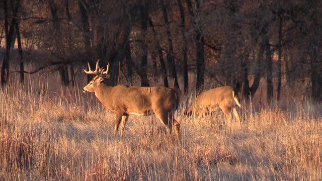 Whitetail Buck in Colorado During the fall Rut