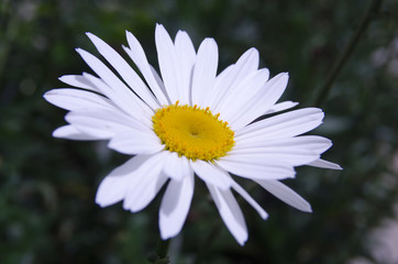 Fototapeta premium delicate margarita