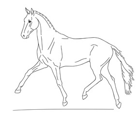 Line drawing of a running warm blooded horse