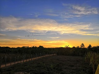 sunset over field