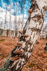 Fototapeta na wymiar Beautiful scene with wooden mushrooms on birch tree in yellow autumn forest in November.