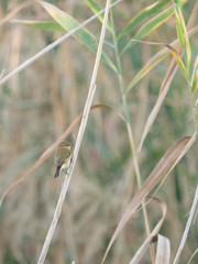 Phylloscopus collybita. Pájaro Mosquitero Común en una caña.