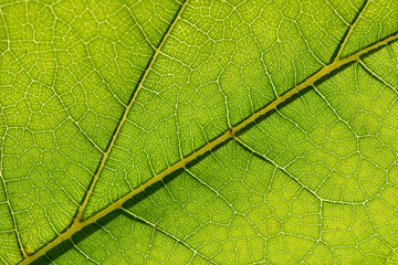 Close up of colorful autumnal leaf - selective focus, copy space