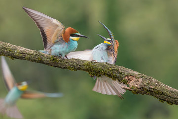Fototapeta premium Battle between Bee eaeters (Merops apiaster)