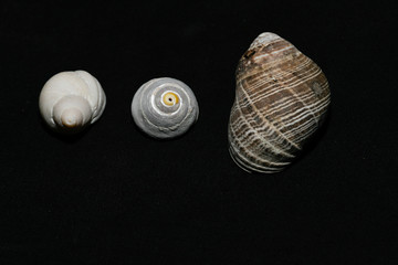 shells on black background