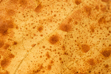 Close up of colorful autumnal leaf - selective focus, copy space
