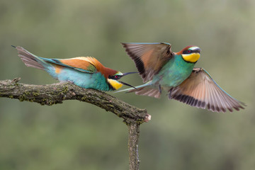 Fight between European bee eaters (Merops apiaster)