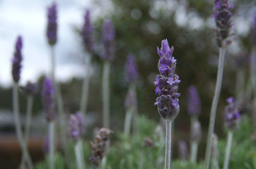lavanda