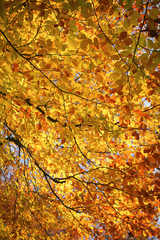 Blätter Baum Herbst